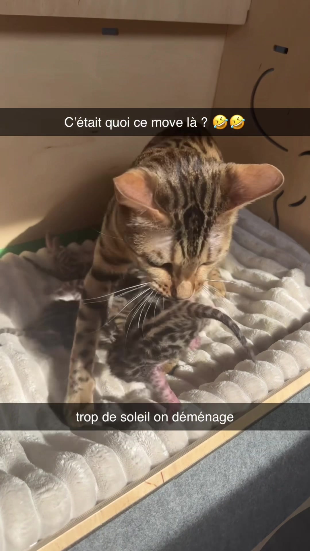 @voltaireleroi