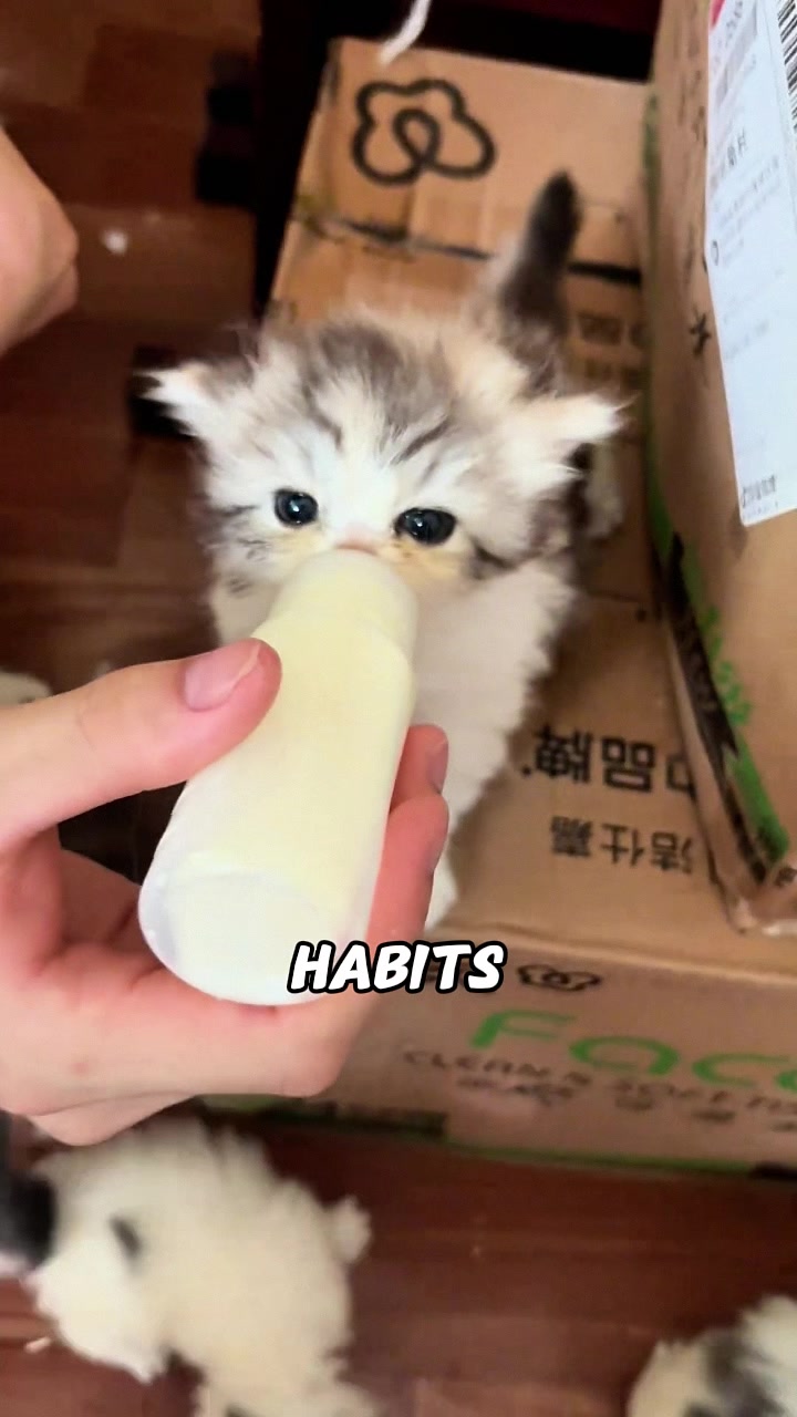 @rescuetails