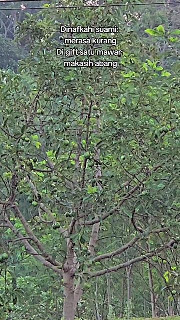@azmisinatra05