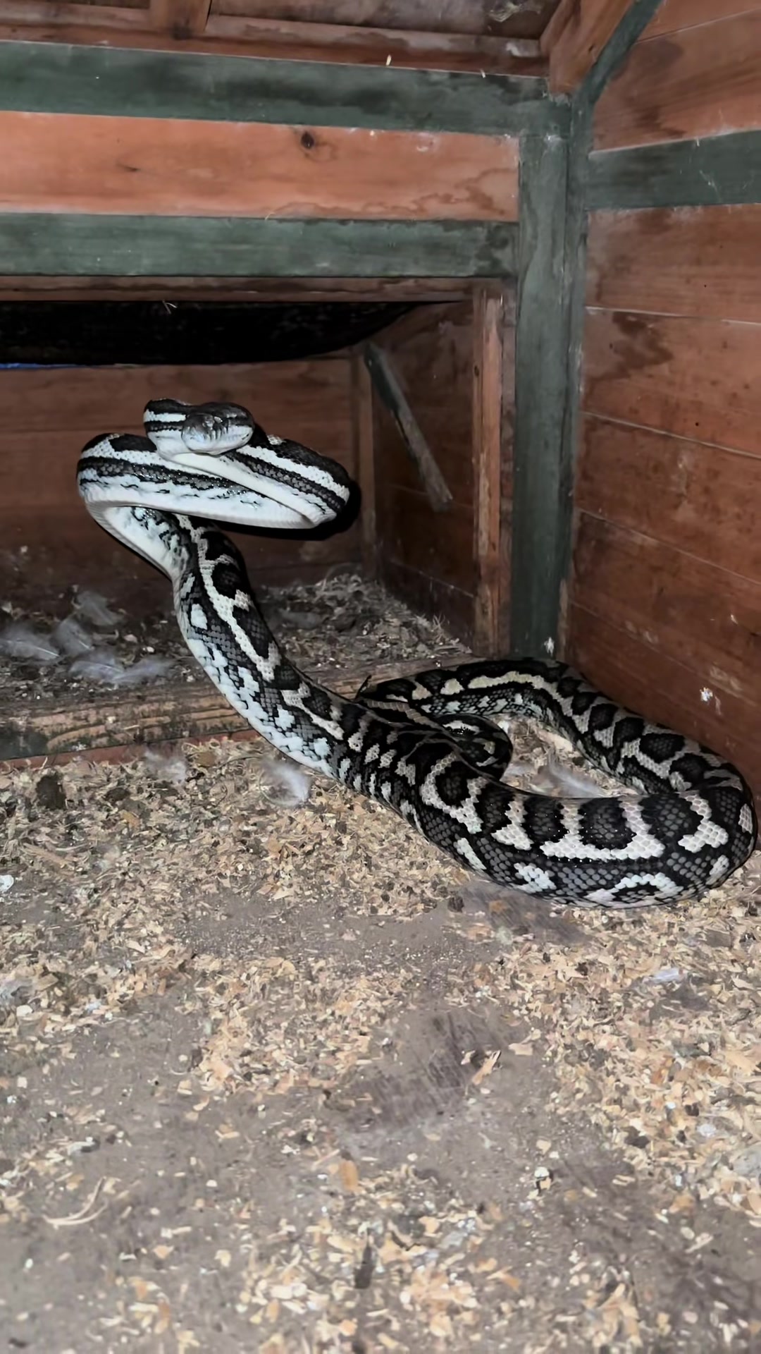@Snake Catcher Dan