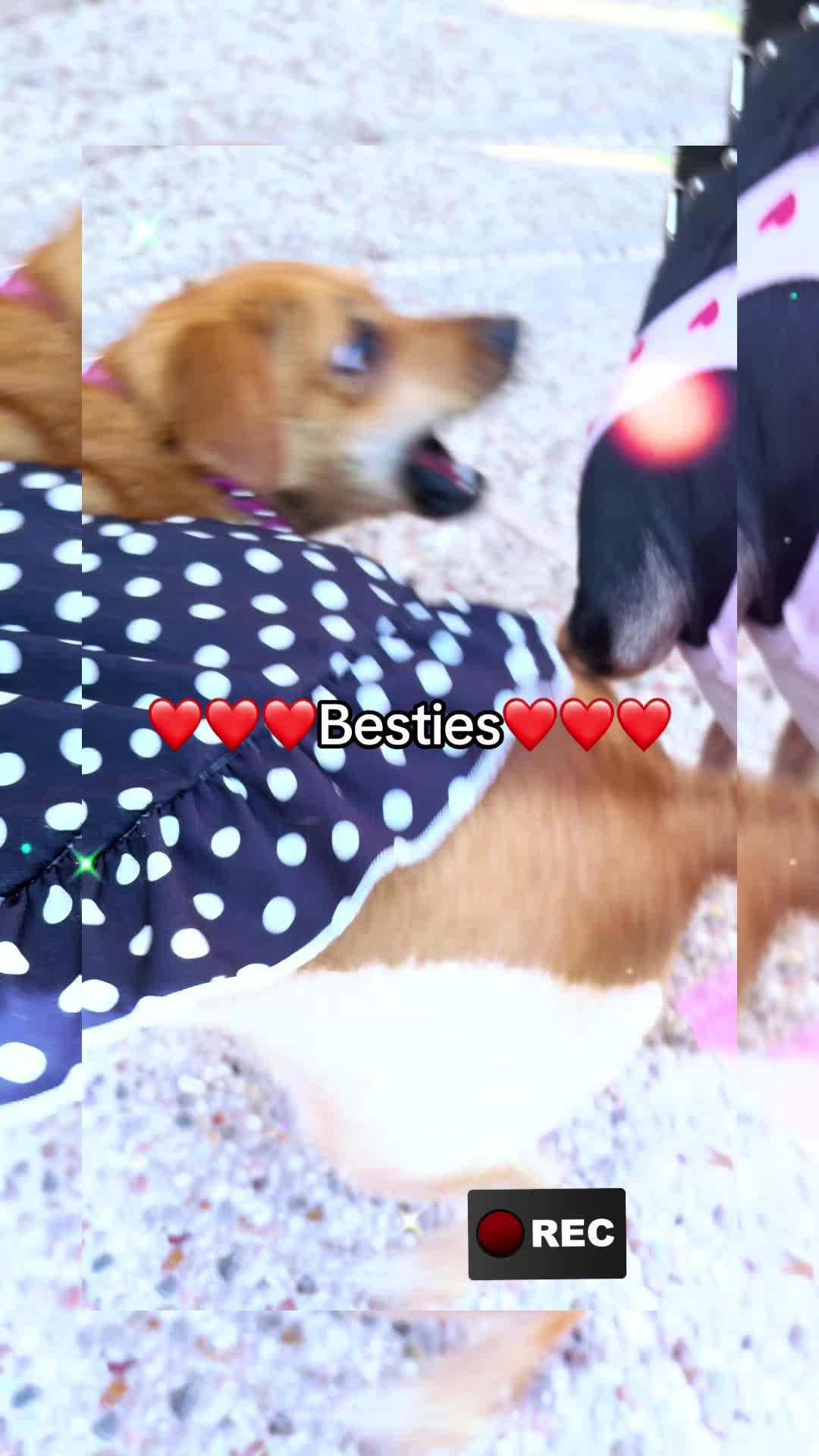 @BeeJee