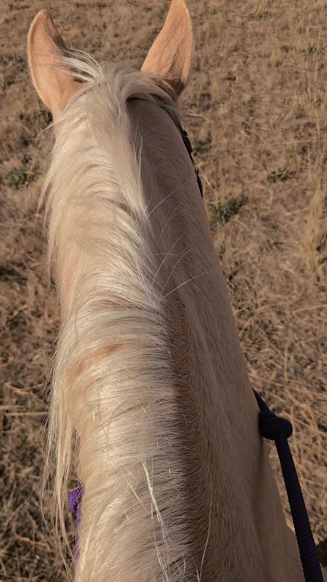 @Cowgirl Tuff Colt Training ❤️