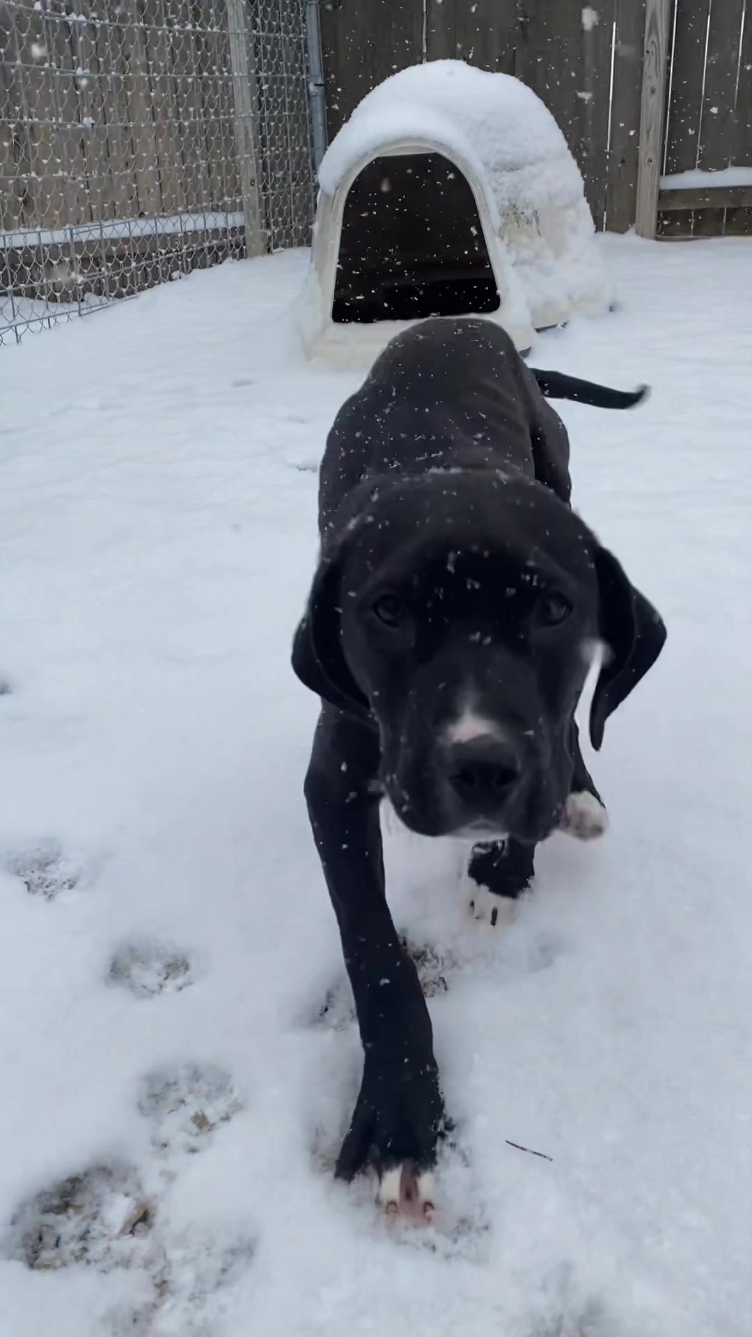 @sftsanimalrescue