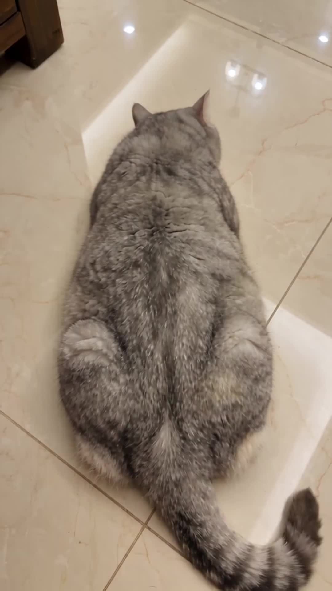@middlepets