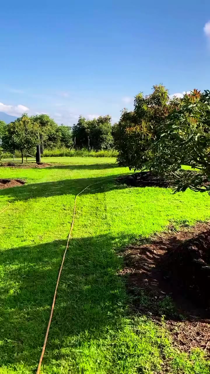 @D.kingfarm