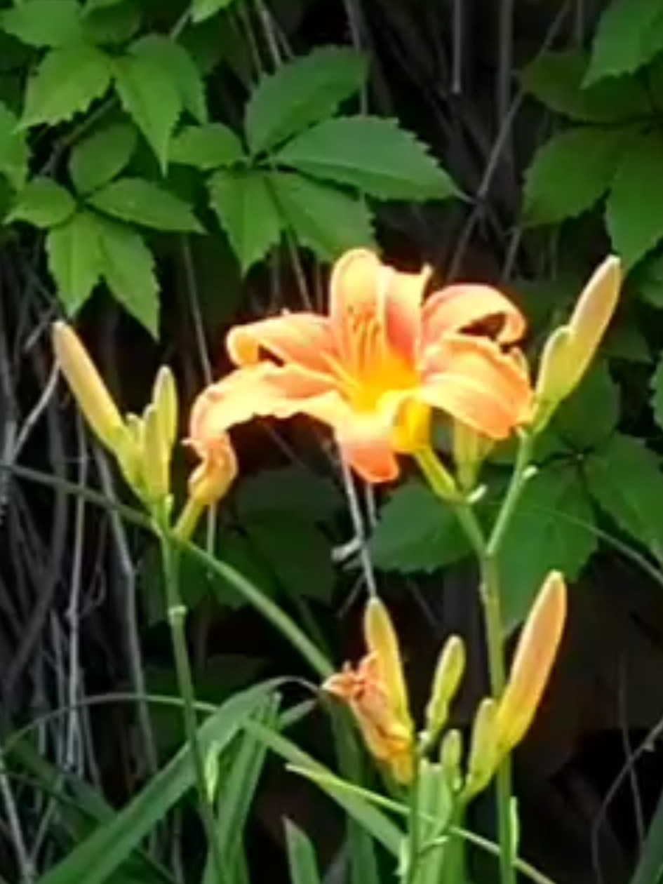 @gowheel