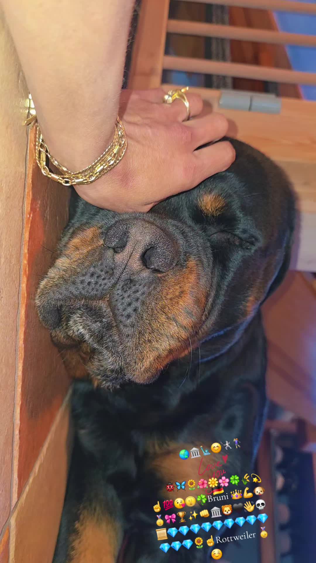 @Rottweiler Bruno