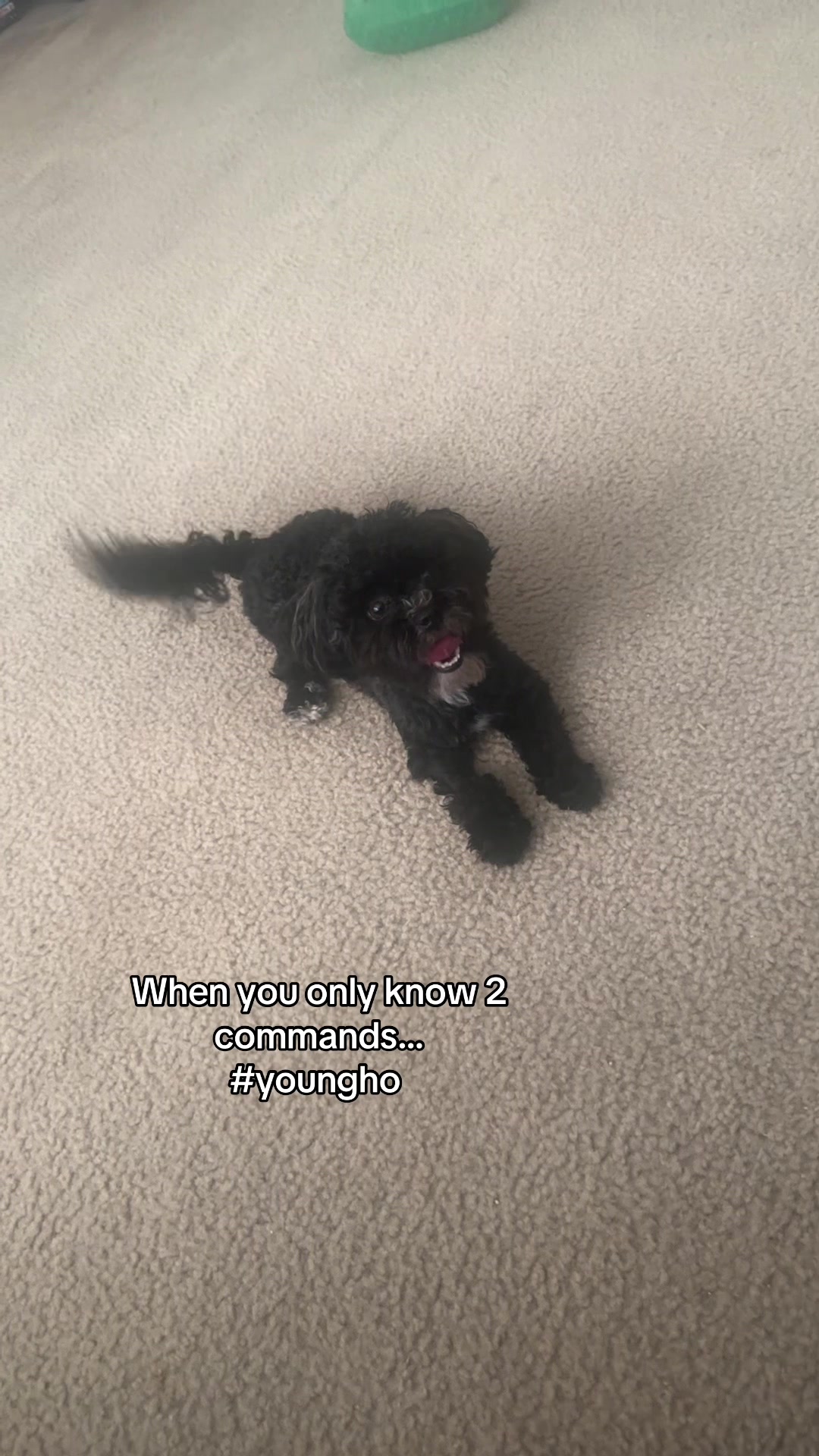 @Queen and Zuko 🐾
