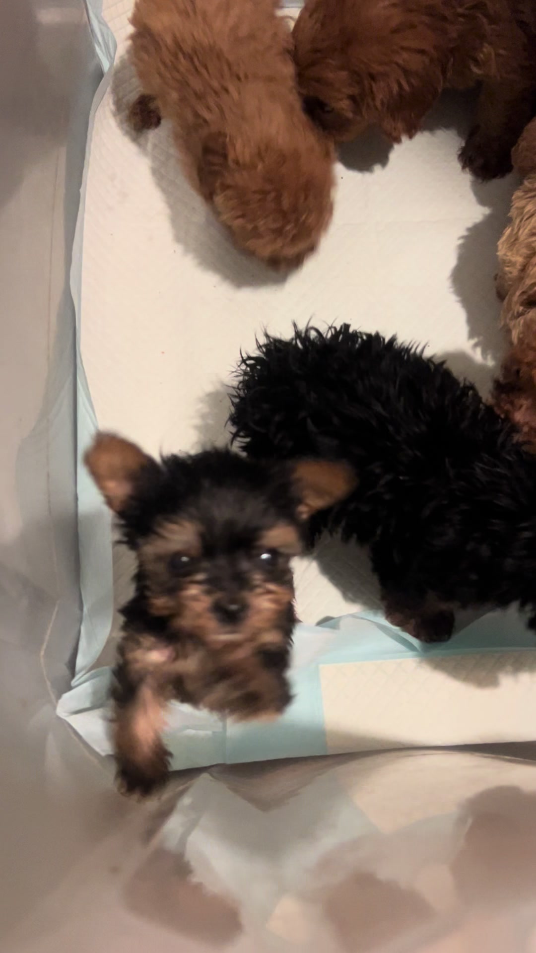 @Shortcake_kennel_2