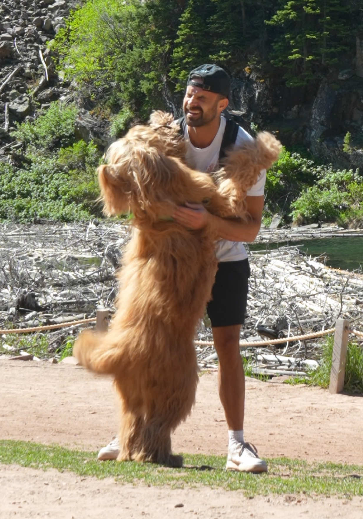 @Brodie The Goldendoodle