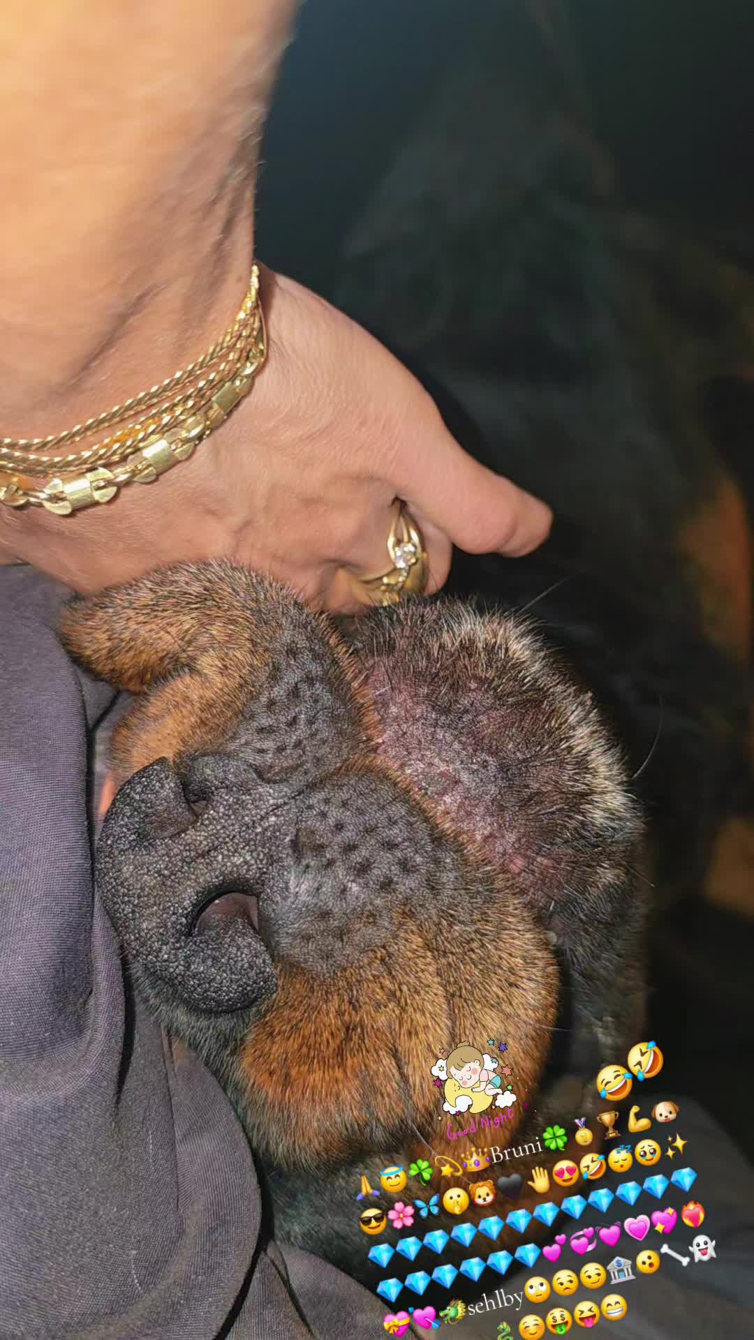 @Rottweiler Bruno