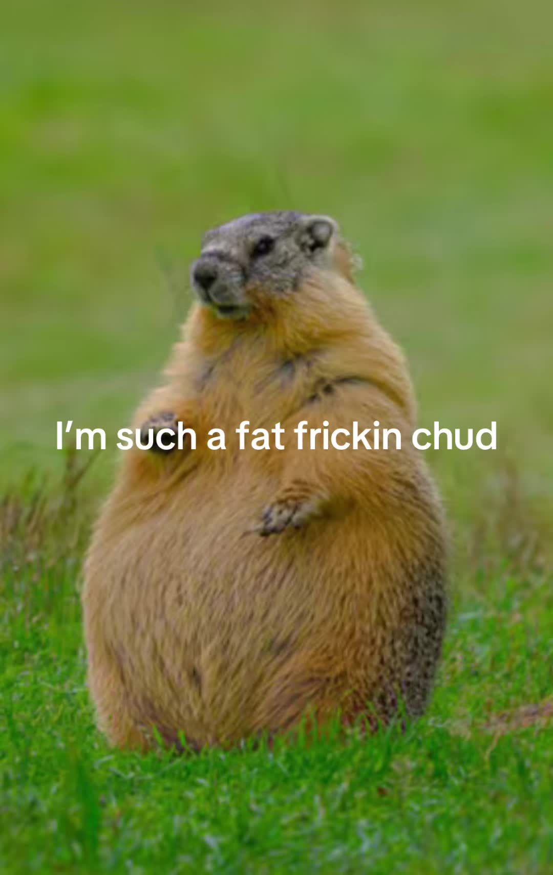 @dailymarmot00
