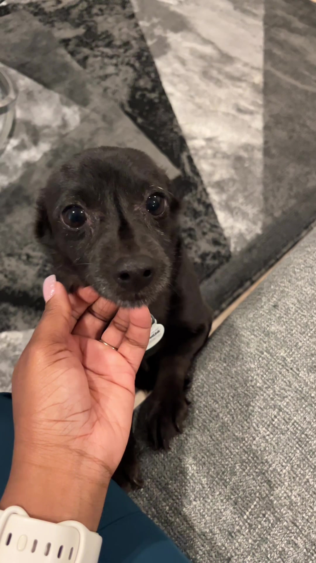 @Blackjack_Chihuahua