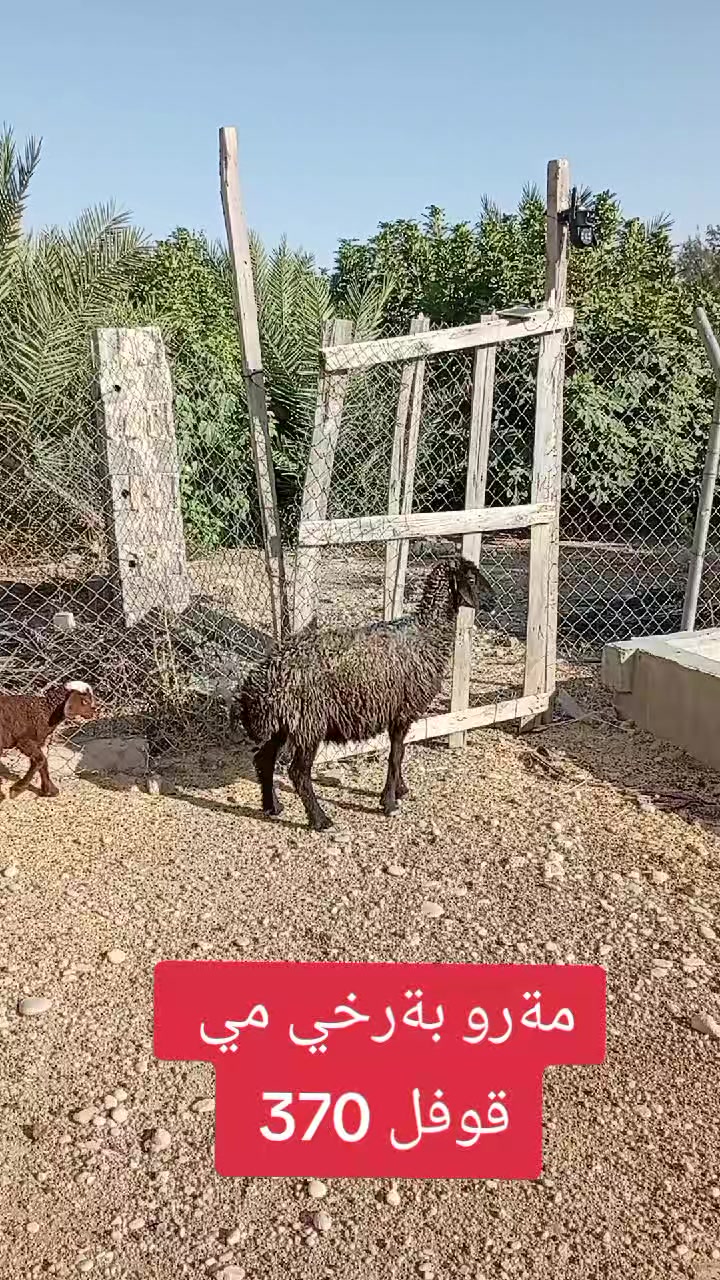 @احمد الكوردي