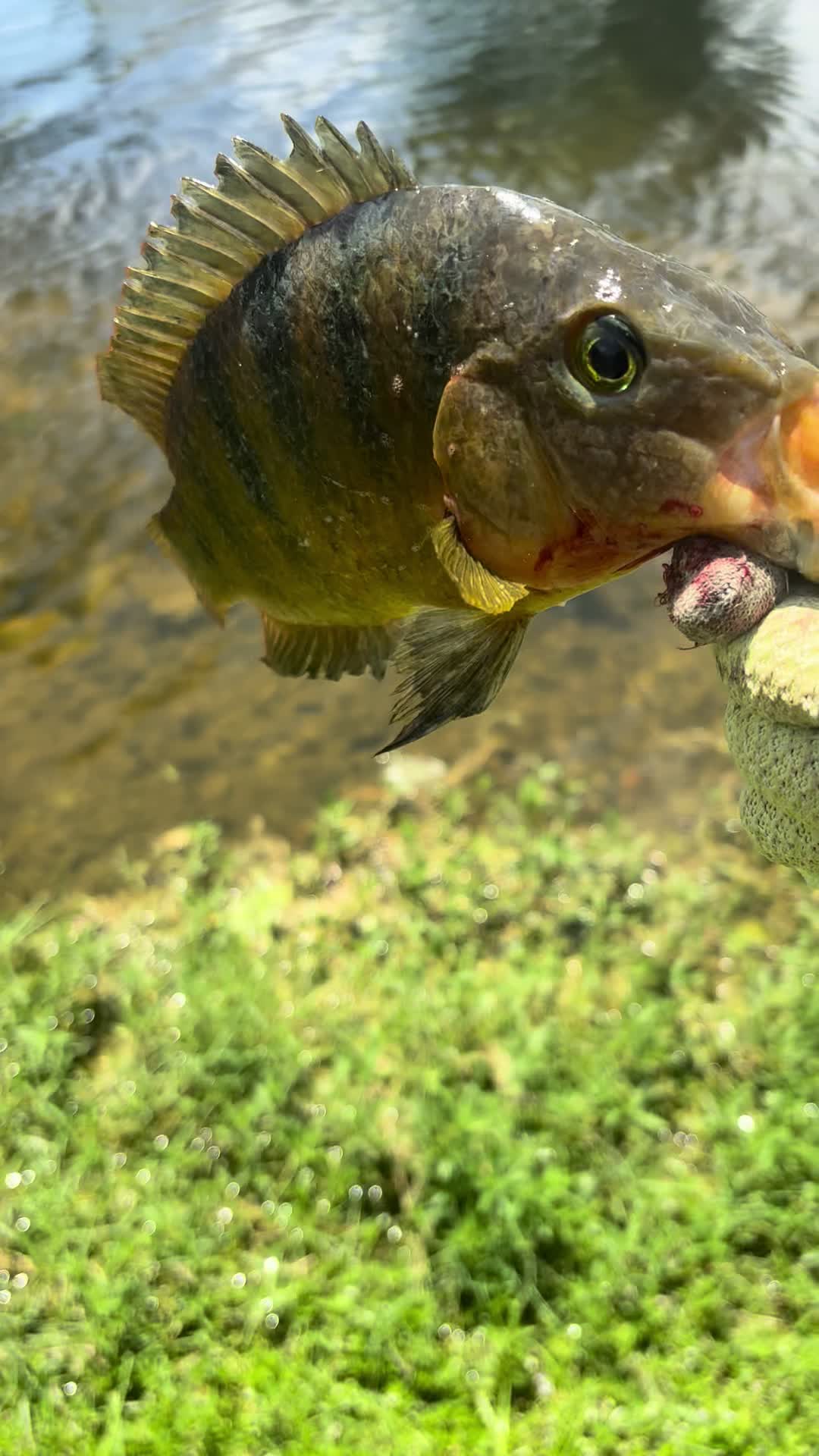 @Teamfishing