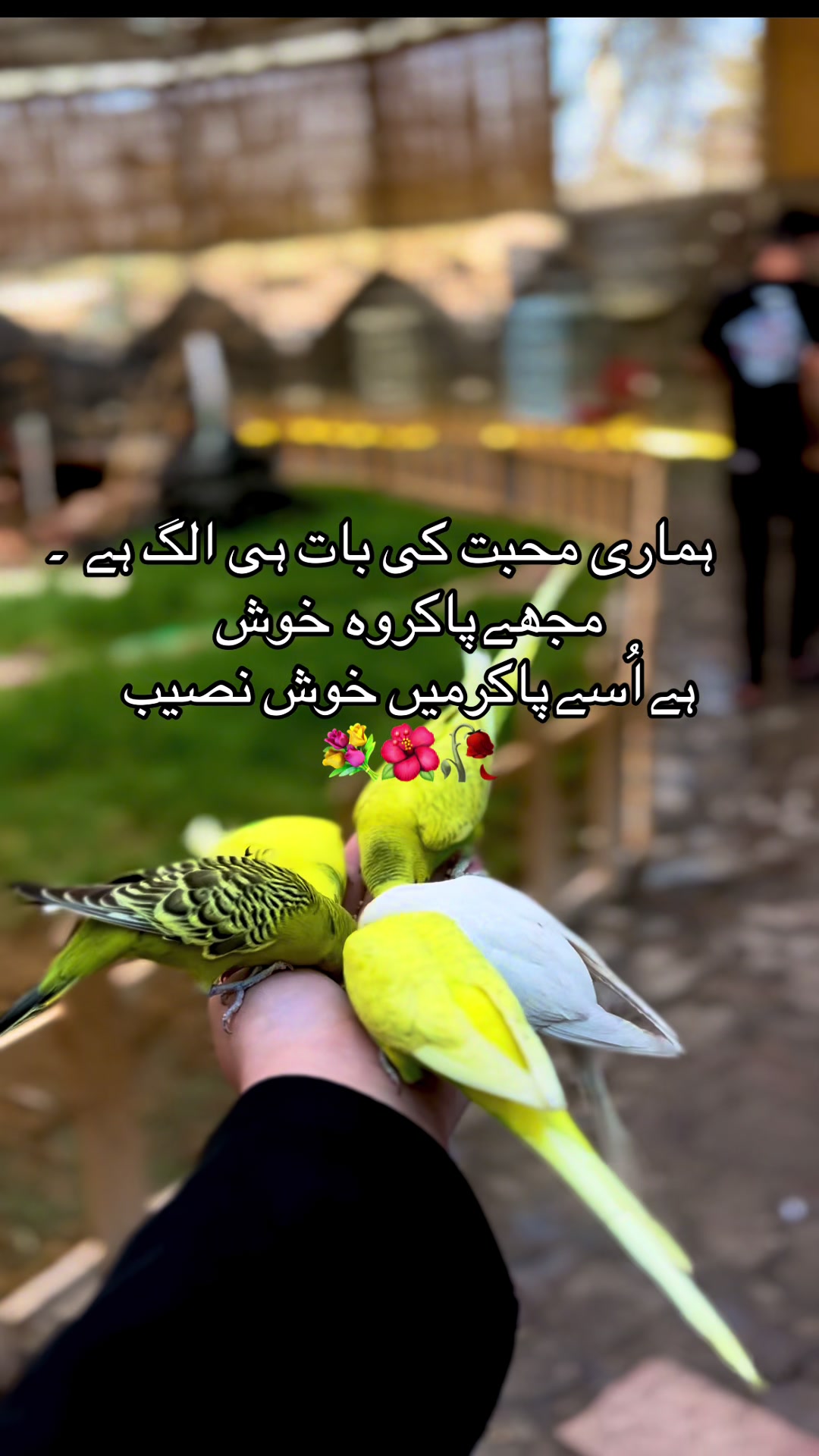 @Hubby ,s Princes