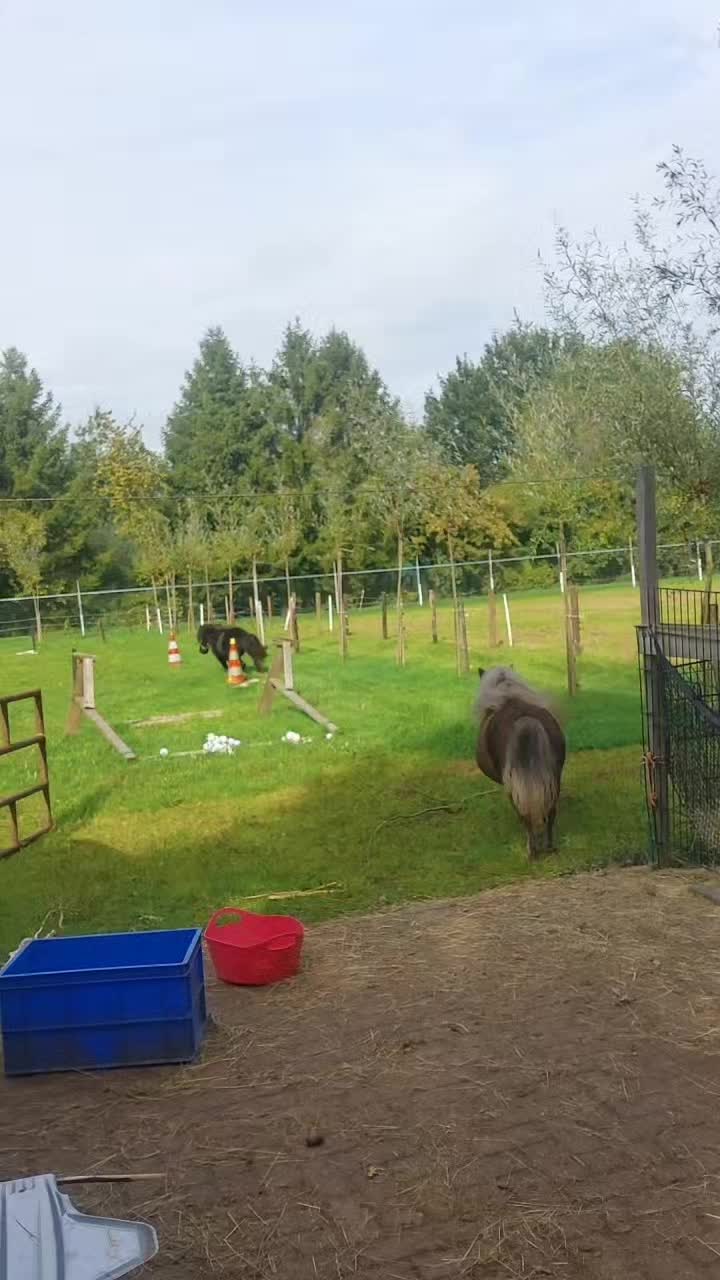@the fanny's ranch (nsps)