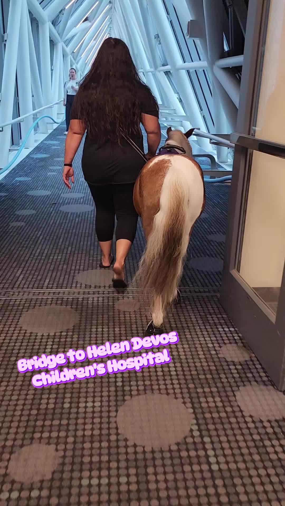 @minihorsemomandtrainer🐴🐴🐴🐴
