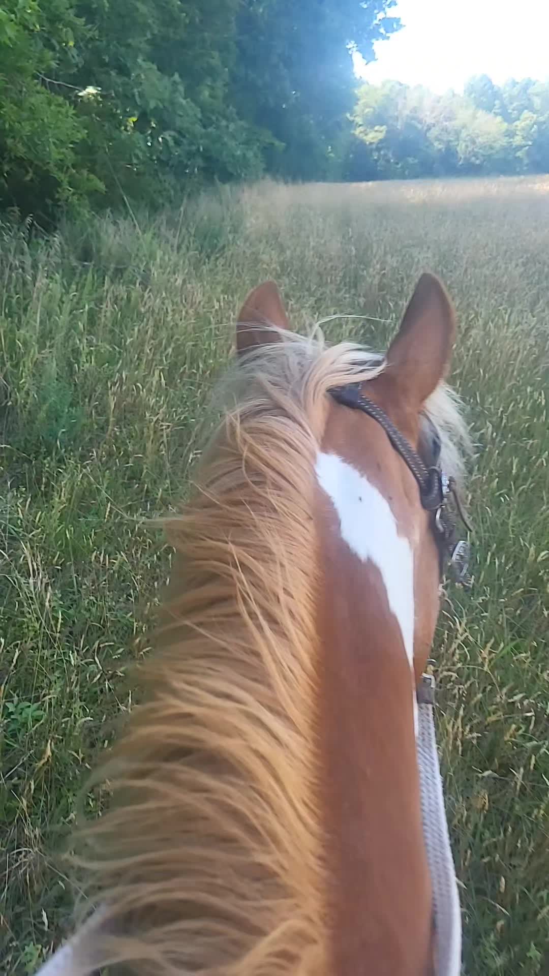 @dorissaddle_soul