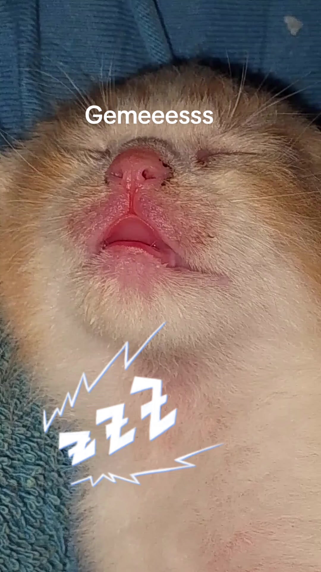 @SHELA