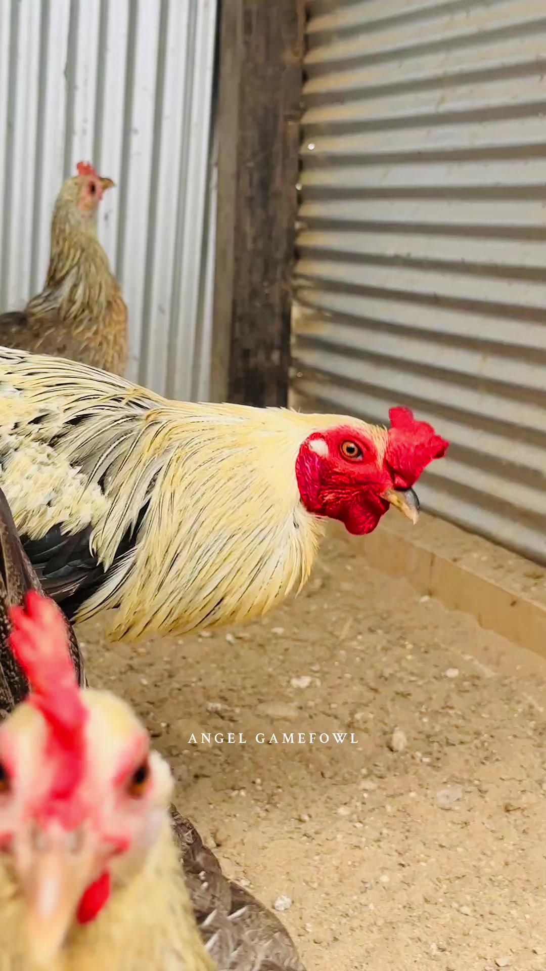 @angelsgamefowl88