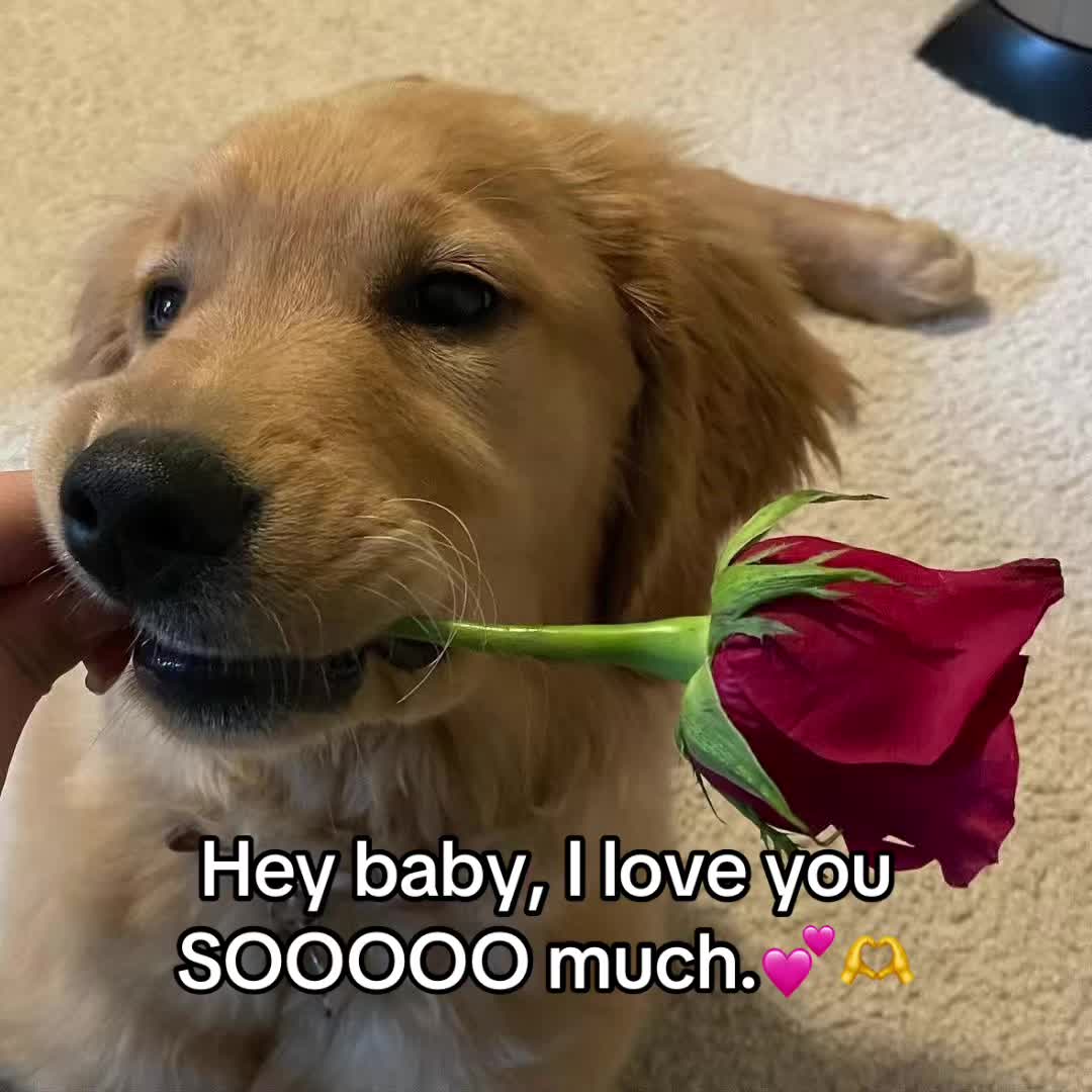 @𝓓𝓙ᥫ᭡♡✞✟💋🫶🏼𝓢𝓪𝓶'𝓼 𝓰𝓯ꨄ