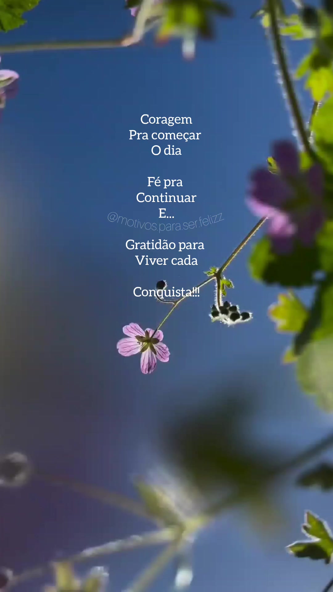 @Motivos para ser feliz