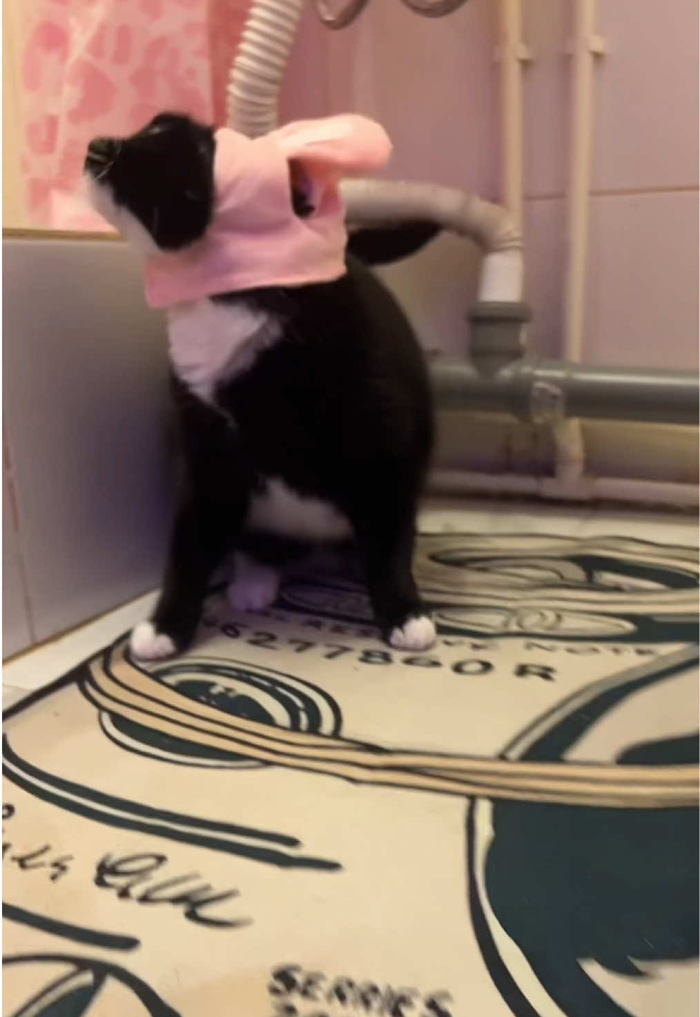 @тгк:психокошка