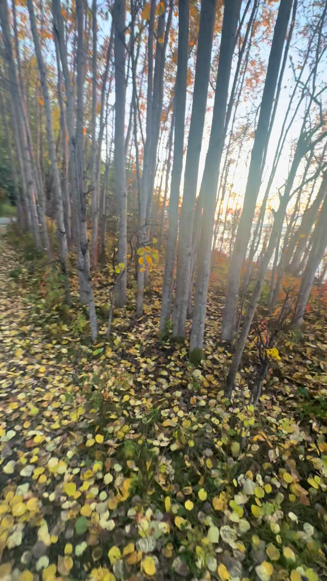 @Kayak_AK