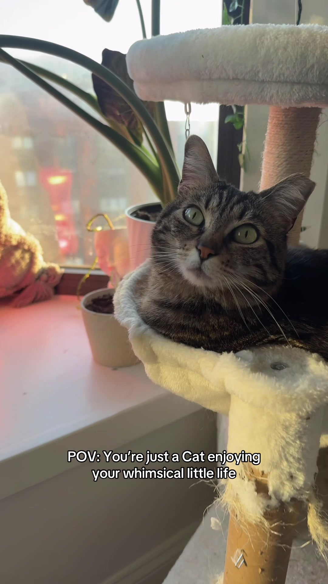 @userCas&Cat
