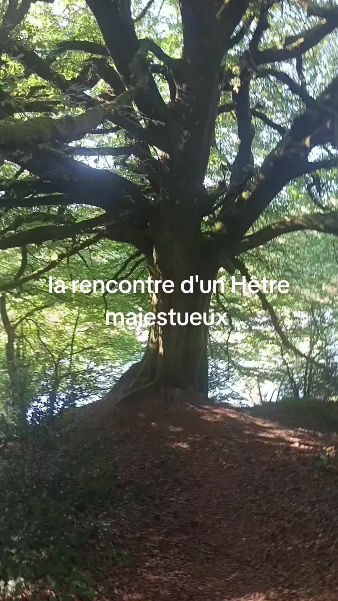 @tifolette
