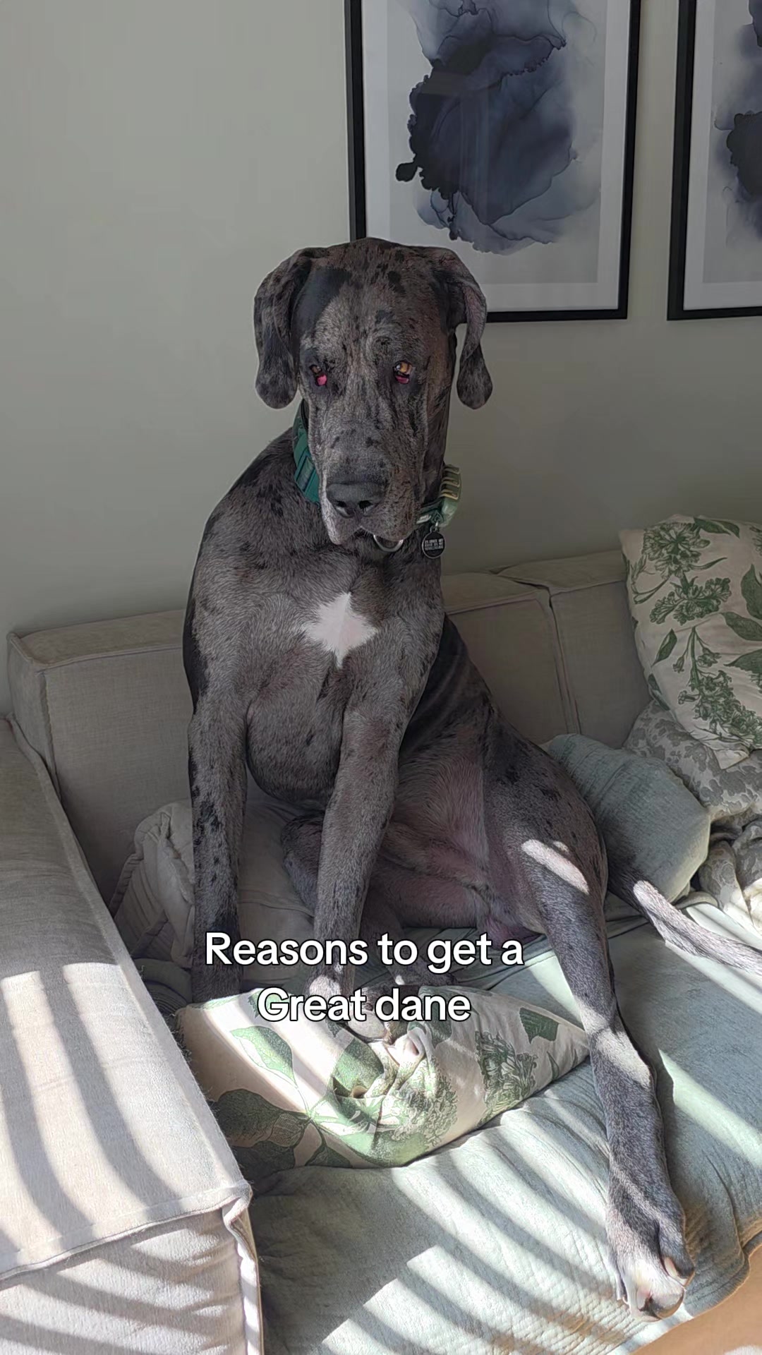 @Magnus the GREAT DANE