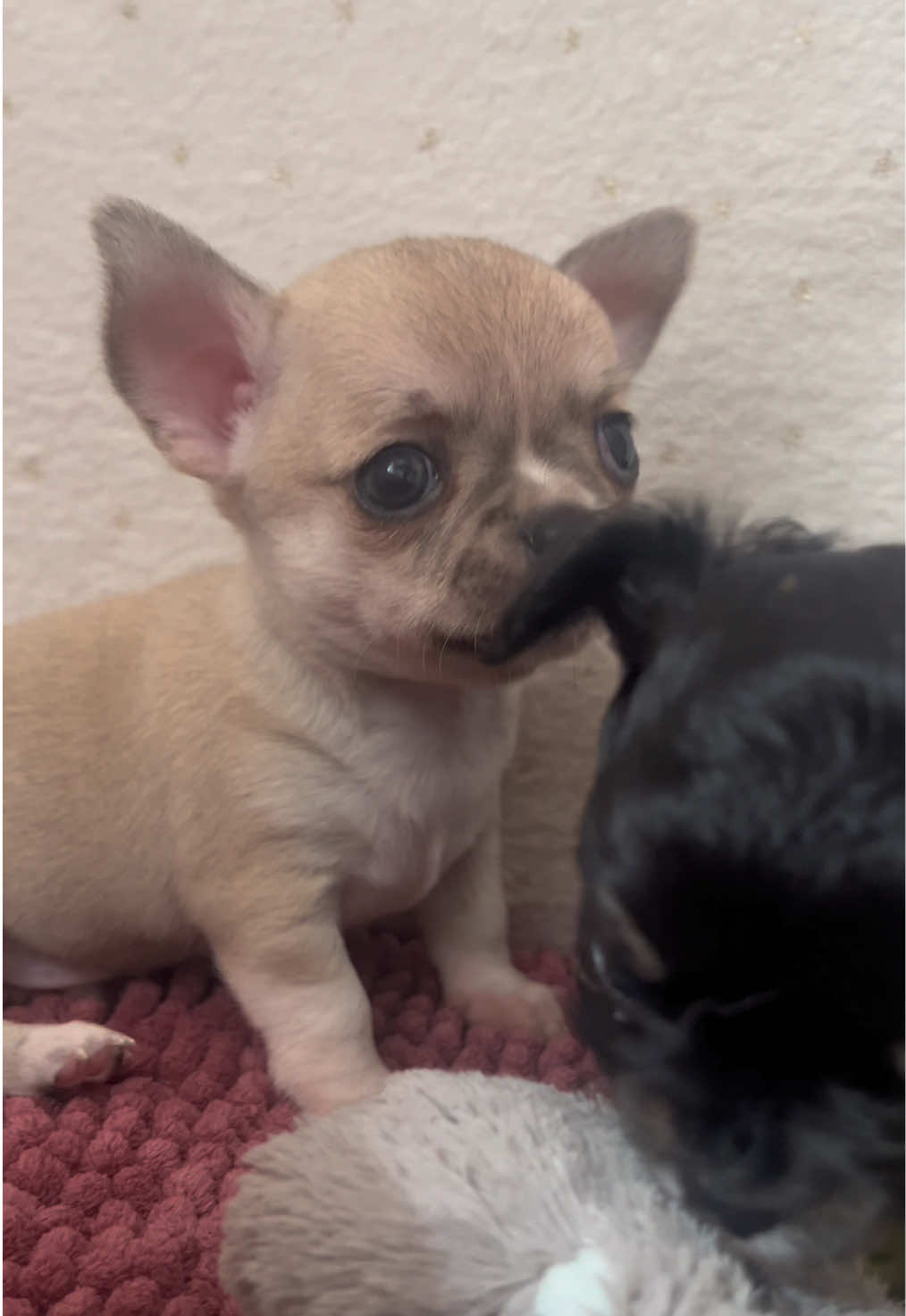 @Danielle |(chihuahua)mama 🐕🩵