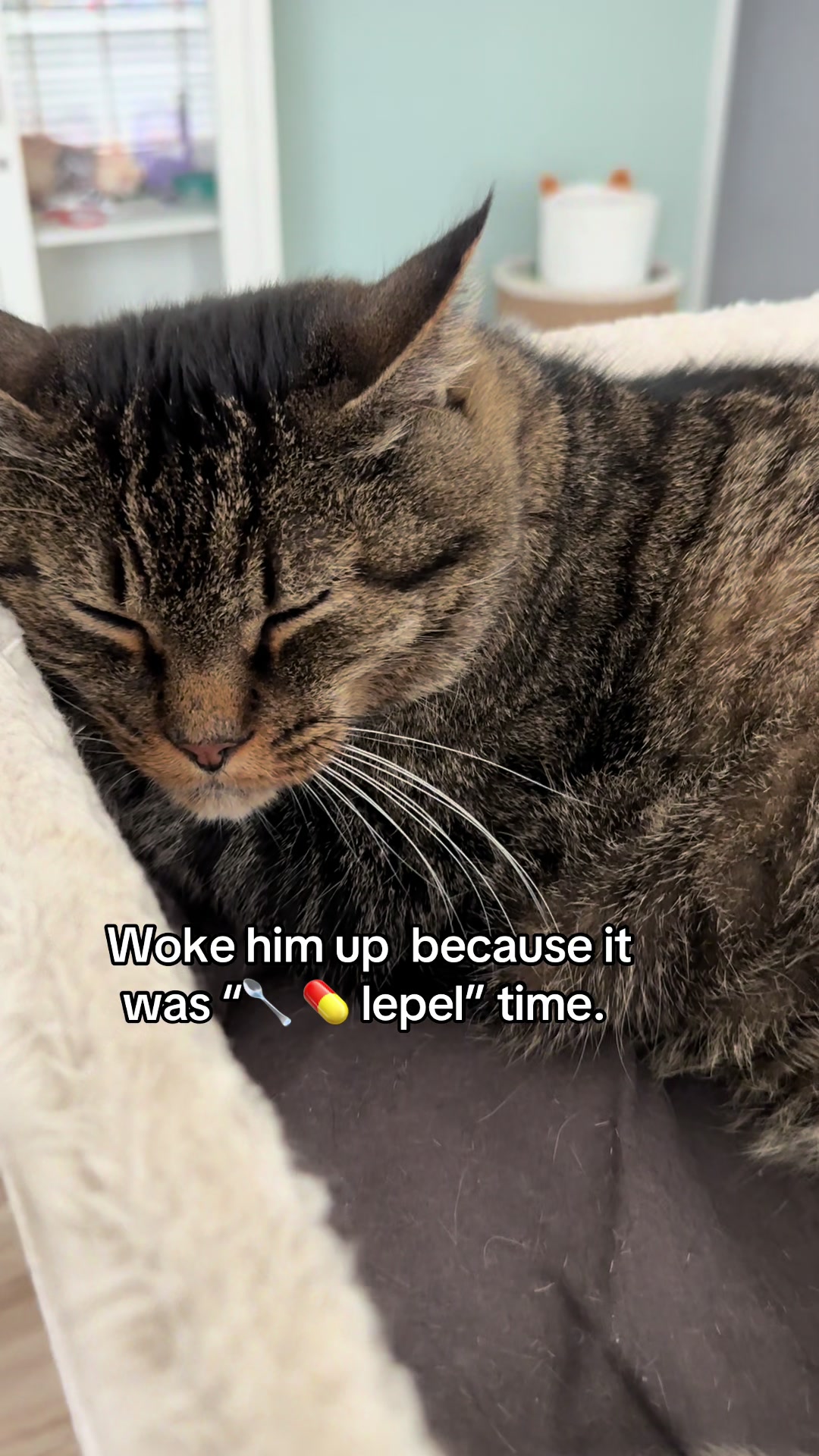 @Joep_the_ rescuecat