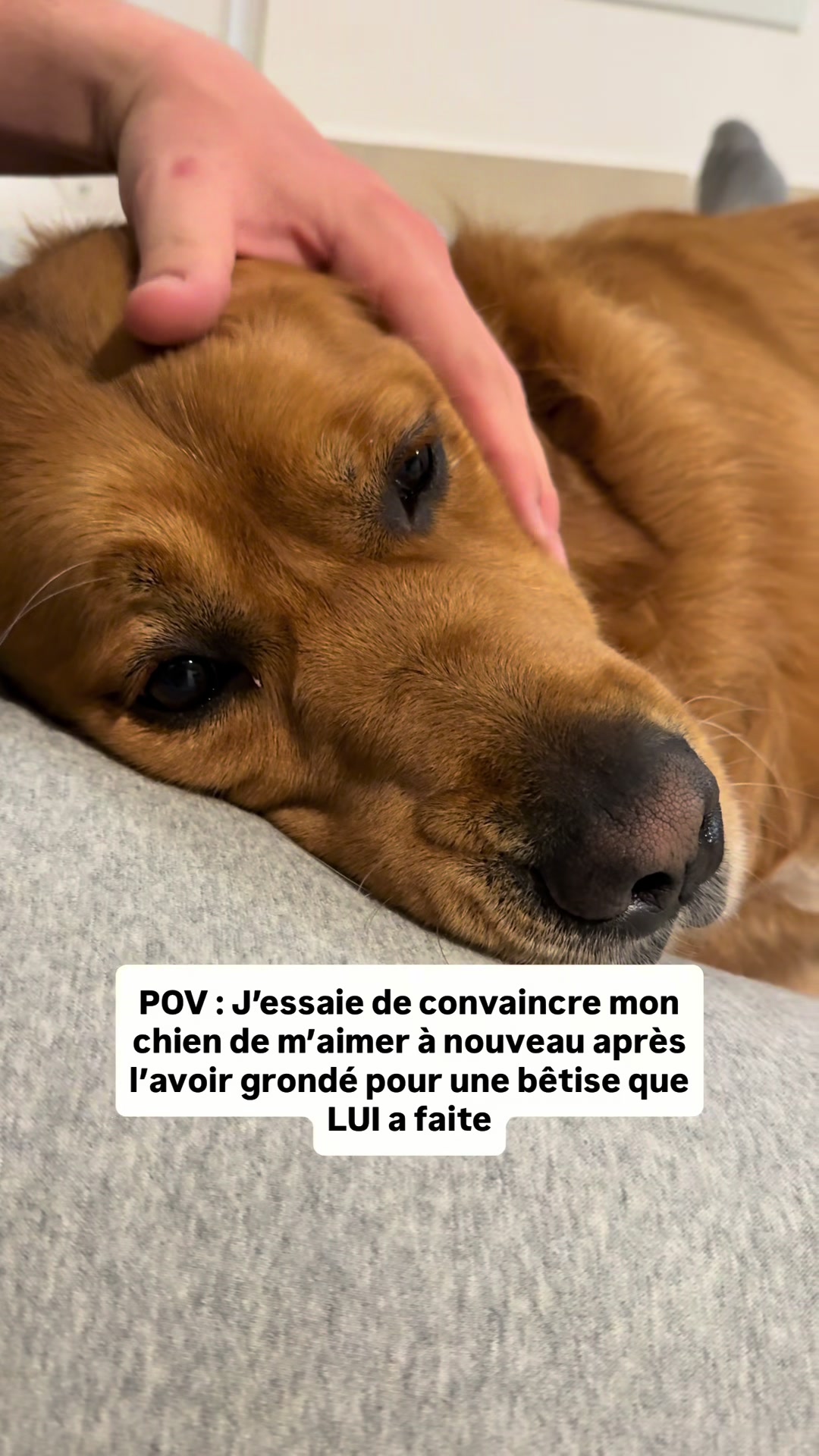 @Uggy Le Golden 🐶
