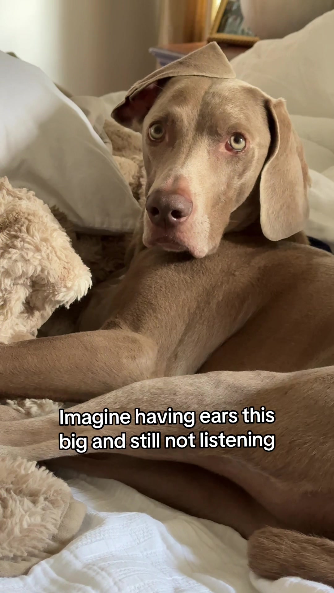 @Zoey the Weim