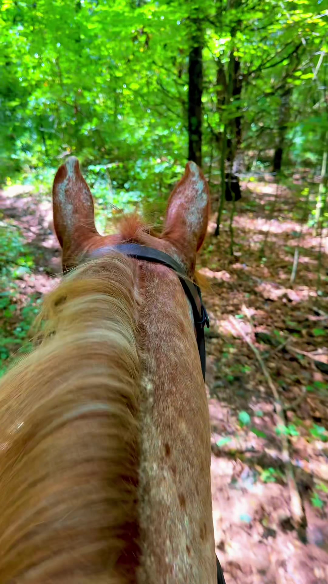 @Free Spirit Equestrian