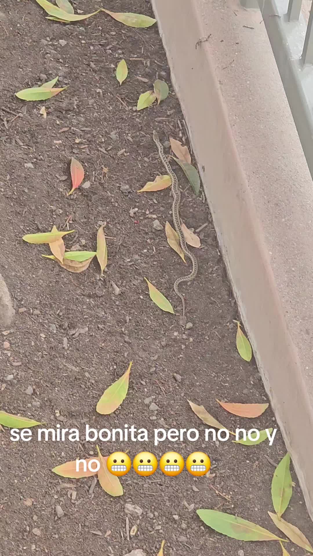 @clararabadan292