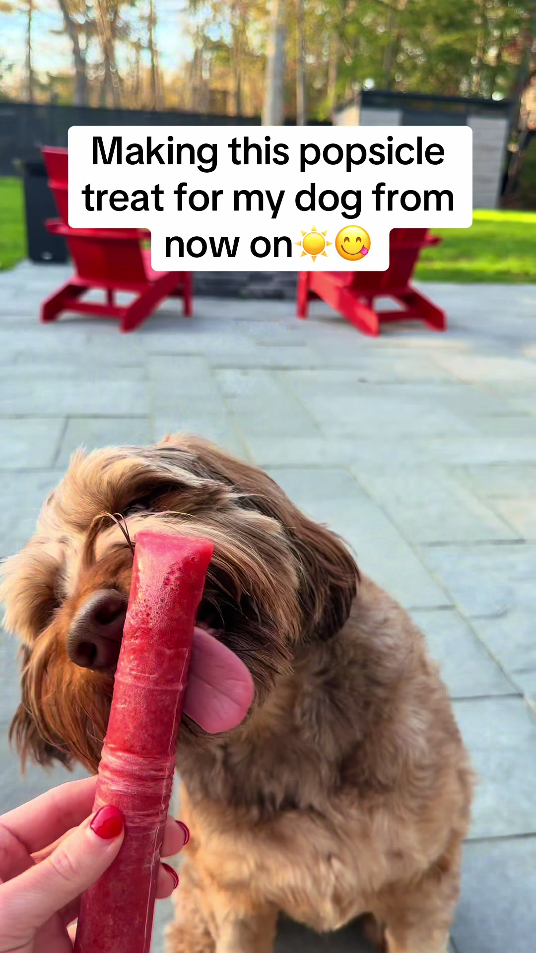 @Dogs Made Simple