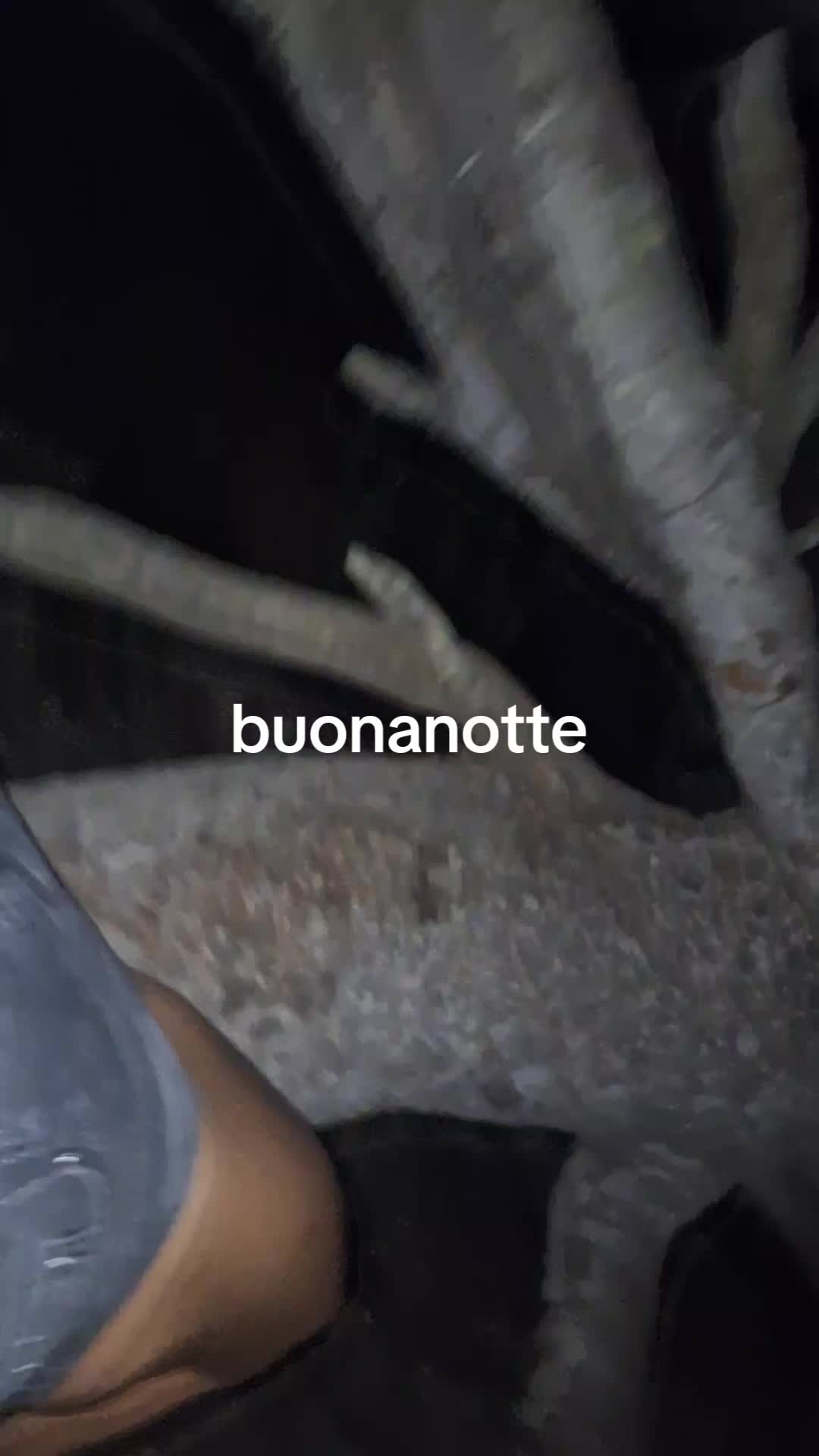 @Lady