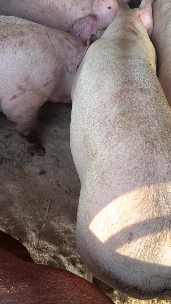 @SMART ORNAMENTAL FARM