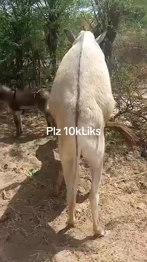 @animals053