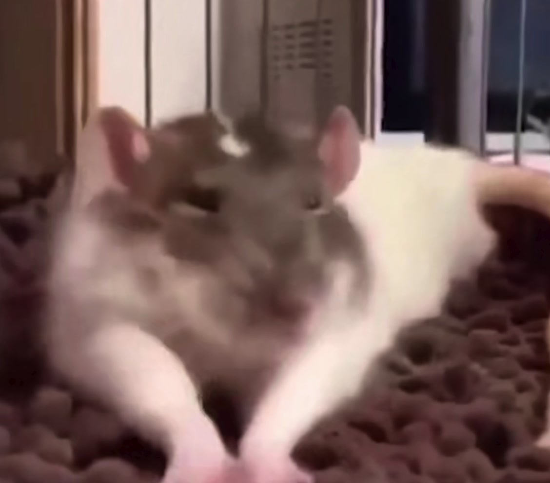 @Gargamel L'Féroce 🐀✨
