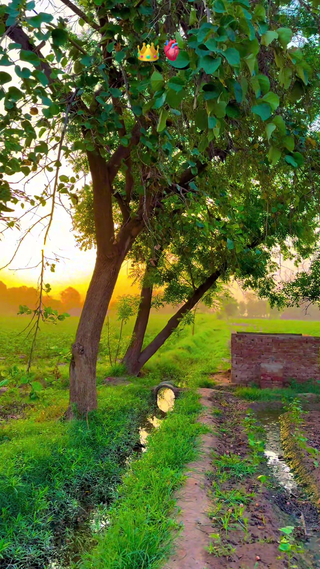 @پنجابی کلچر 🌾🍂
