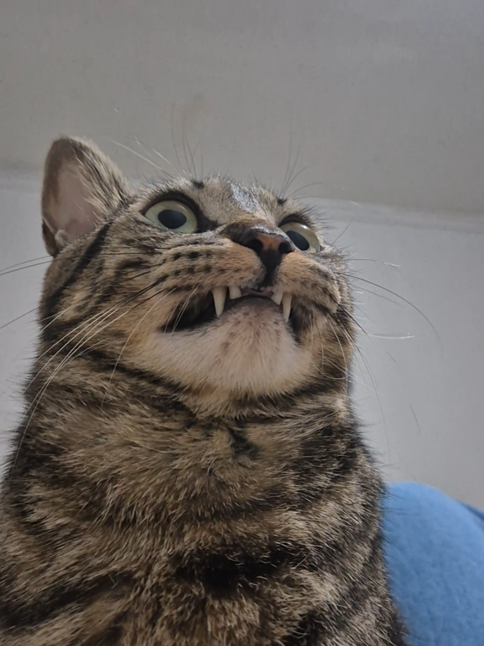 @Mushu
