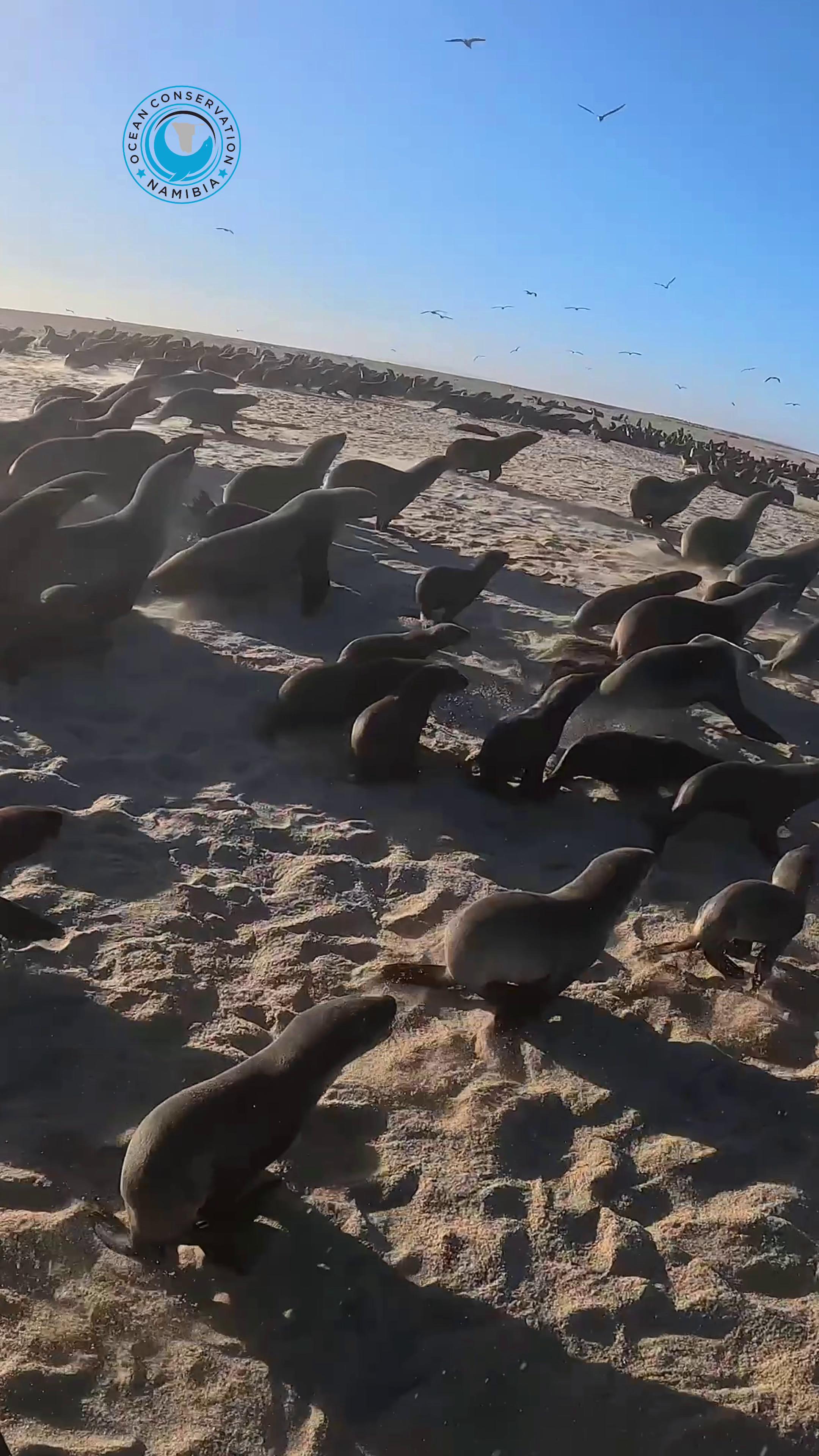 @Ocean Conservation Namibia