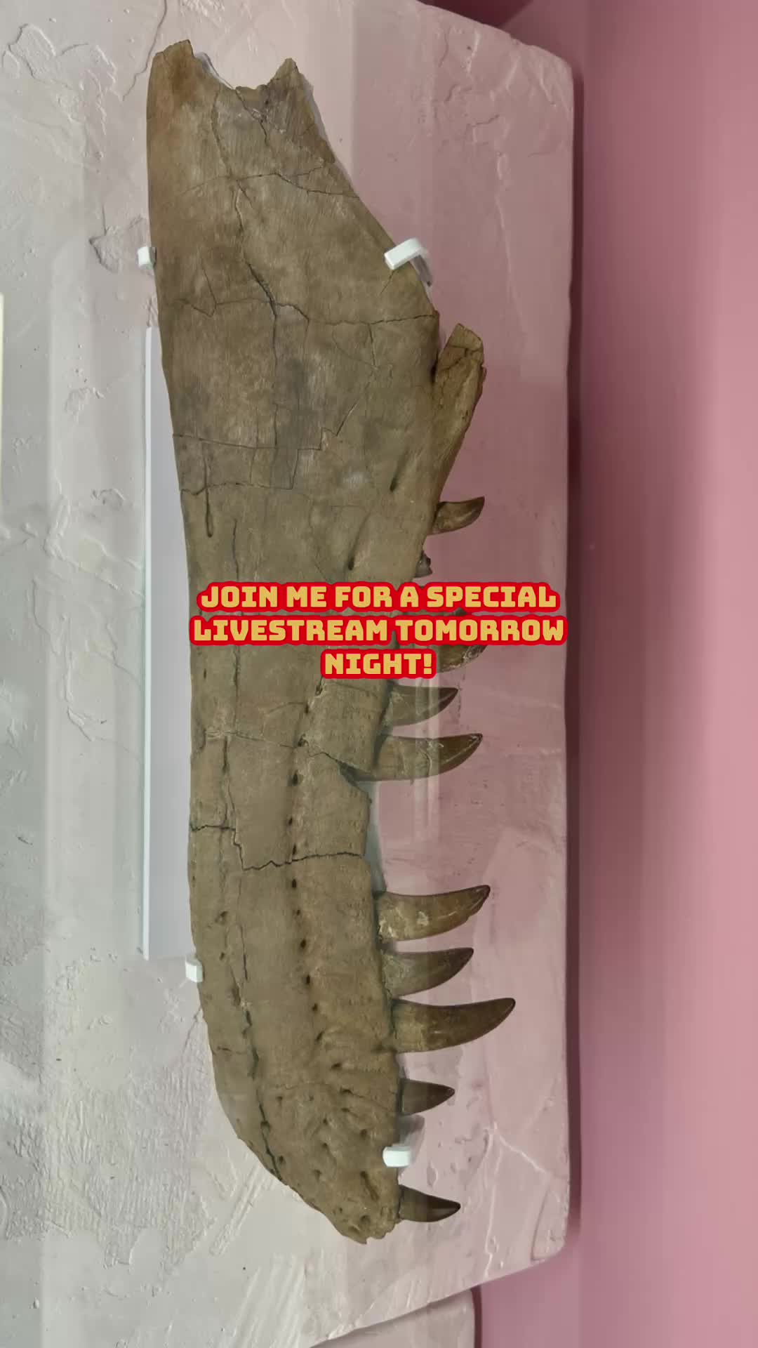 @Sarcastic_therapsid