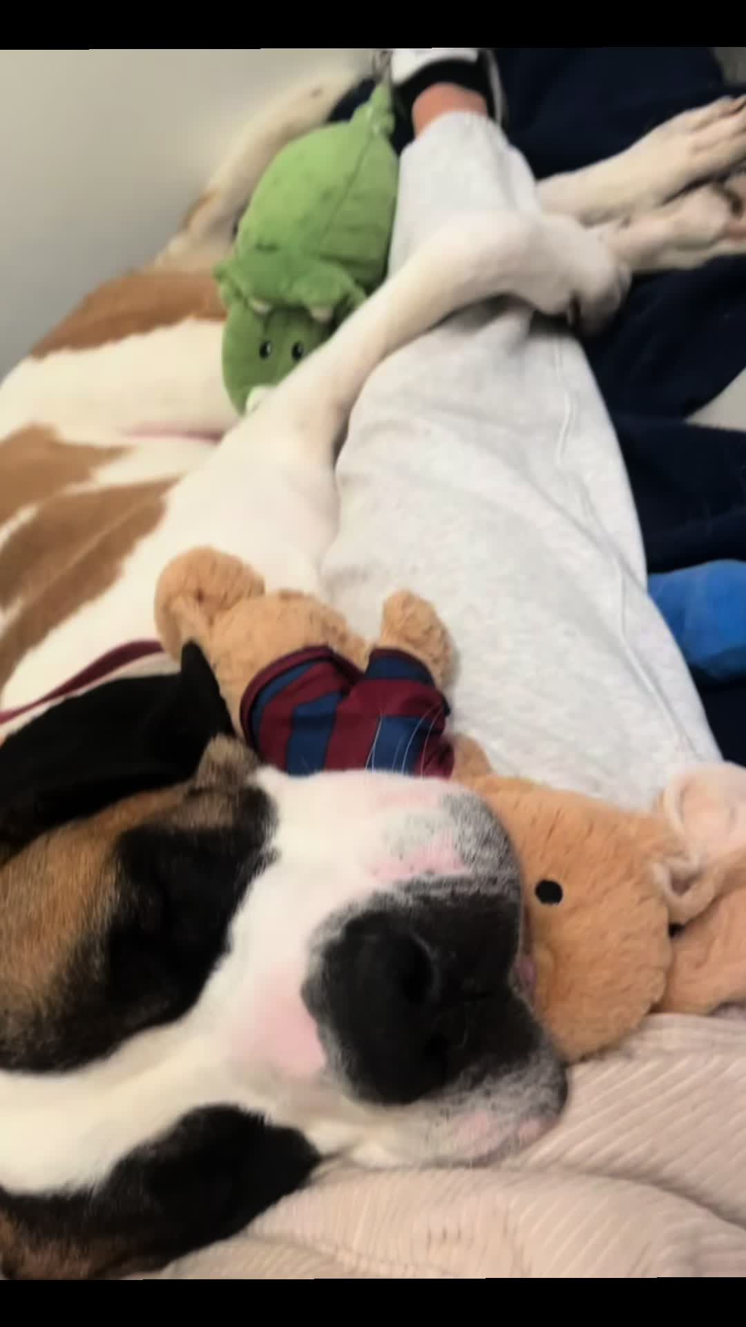 @Xena le St Bernard