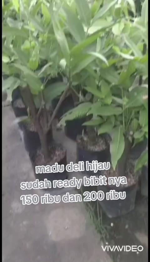 @Bibit khusus samarinda