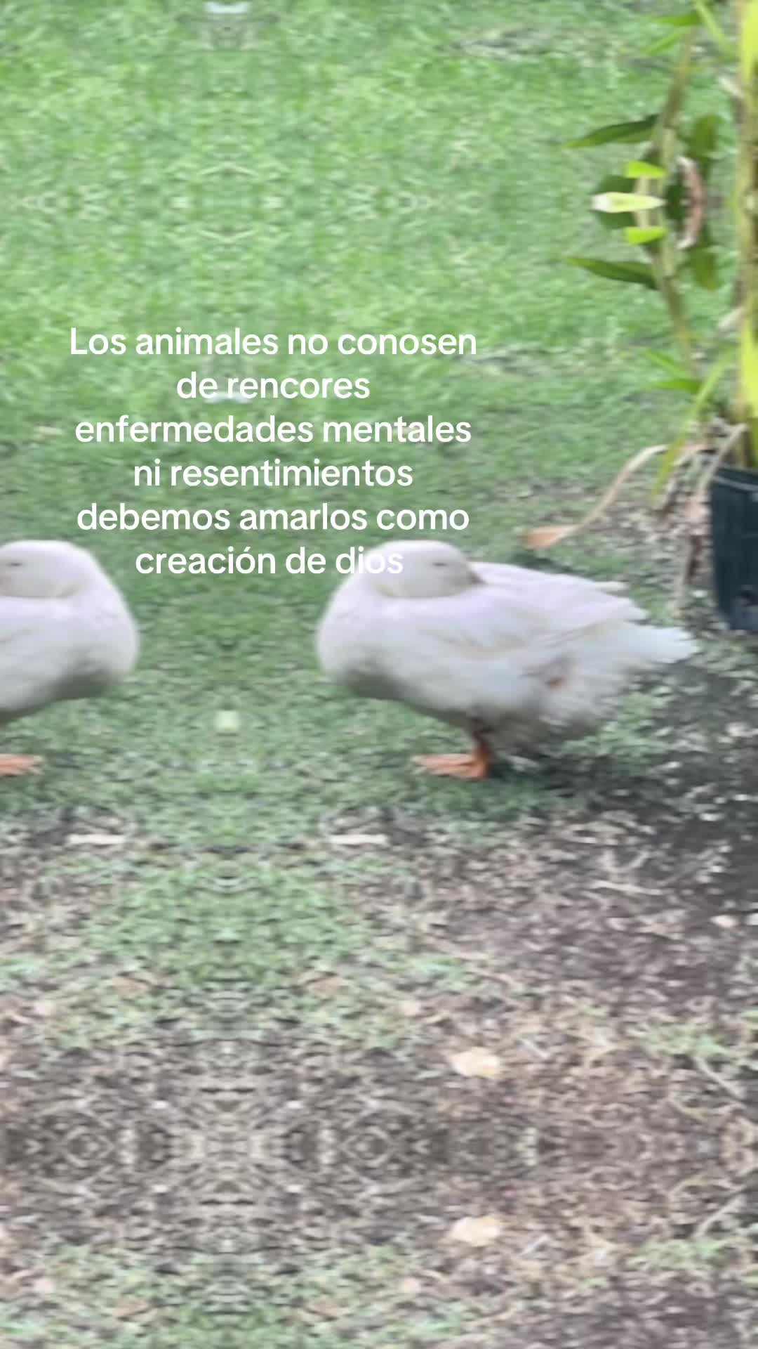 @jose.fernando.ale56